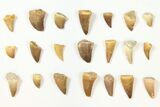 Lot: Assorted Fossil Mosasaur Teeth - Pieces #134126-1
